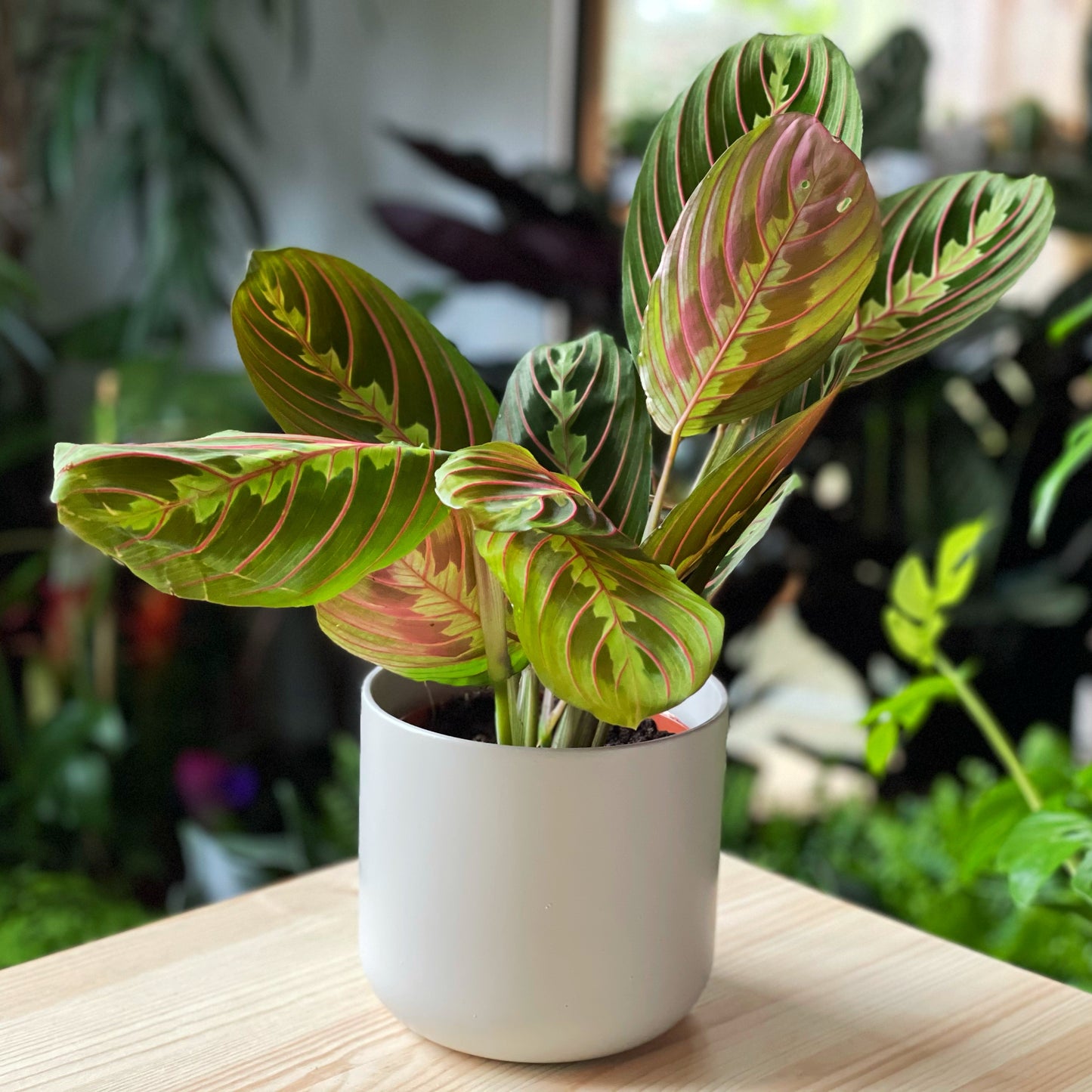 Maranta fascinator - Prayer Plant