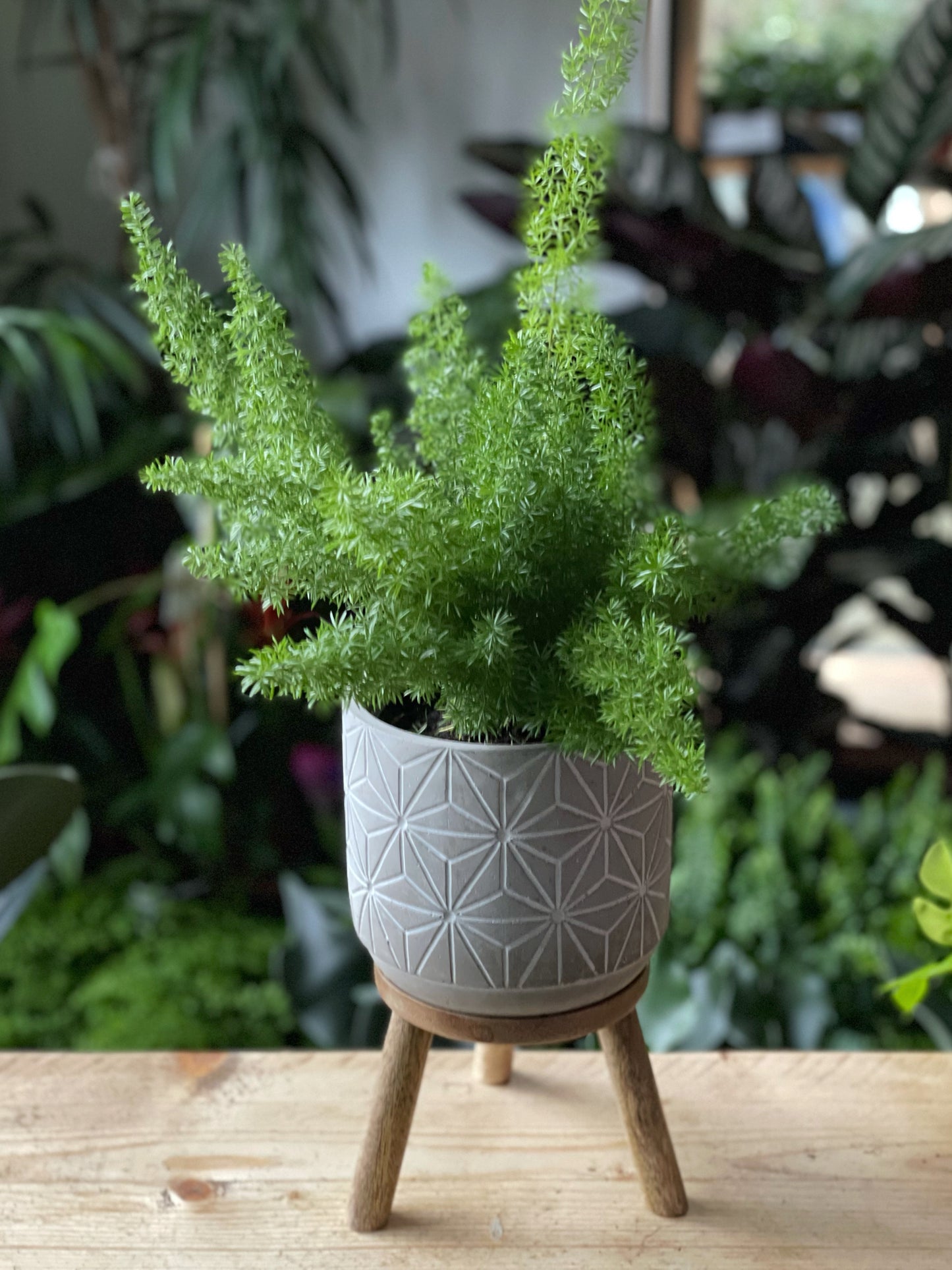 Asparagus densiflorus - Foxtail Fern