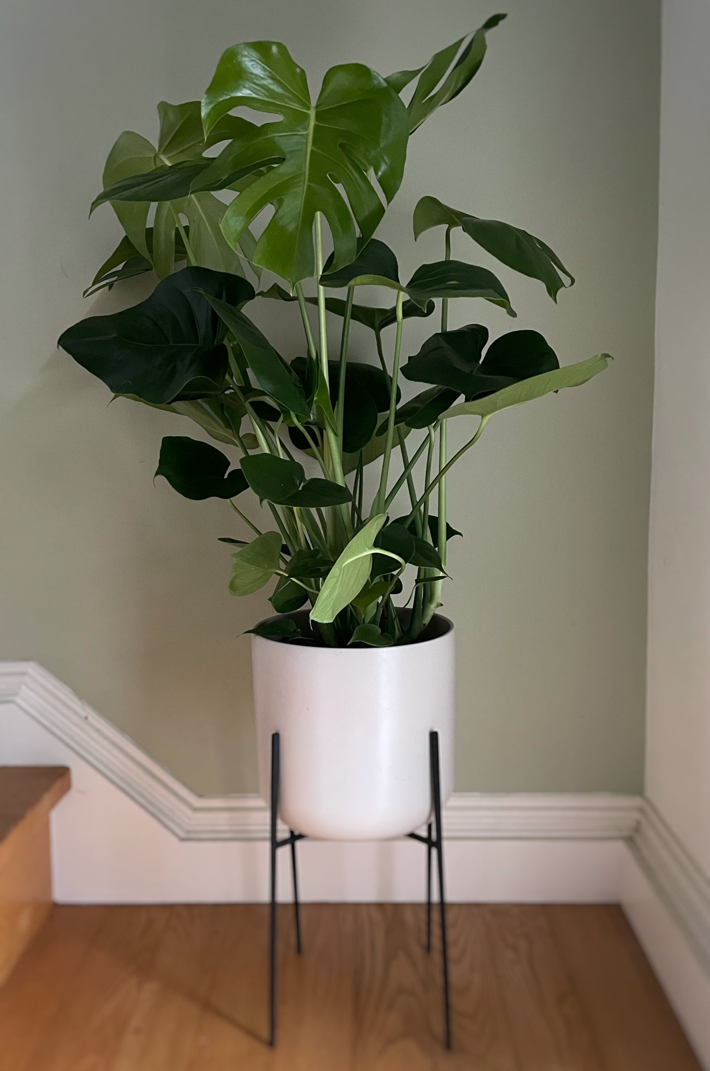 Monstera deliciosa - Swiss Cheese Plant