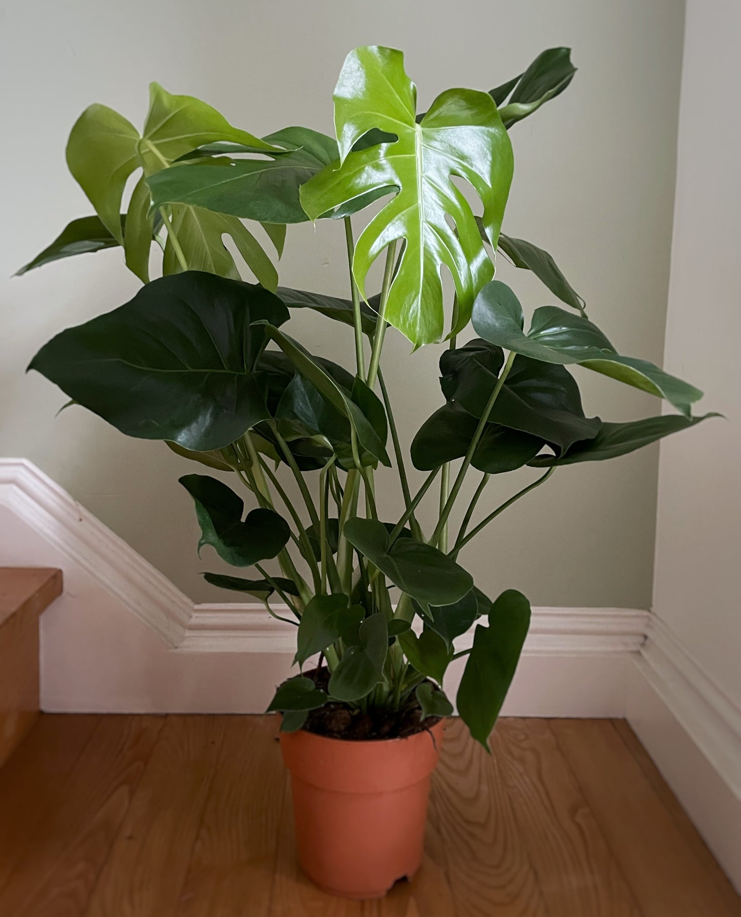 Monstera deliciosa - Swiss Cheese Plant
