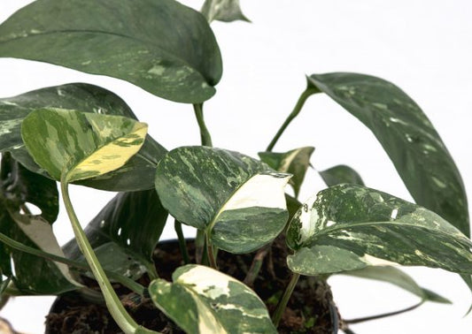 Epipremnum Pinn Variegata - Pothos Variegata