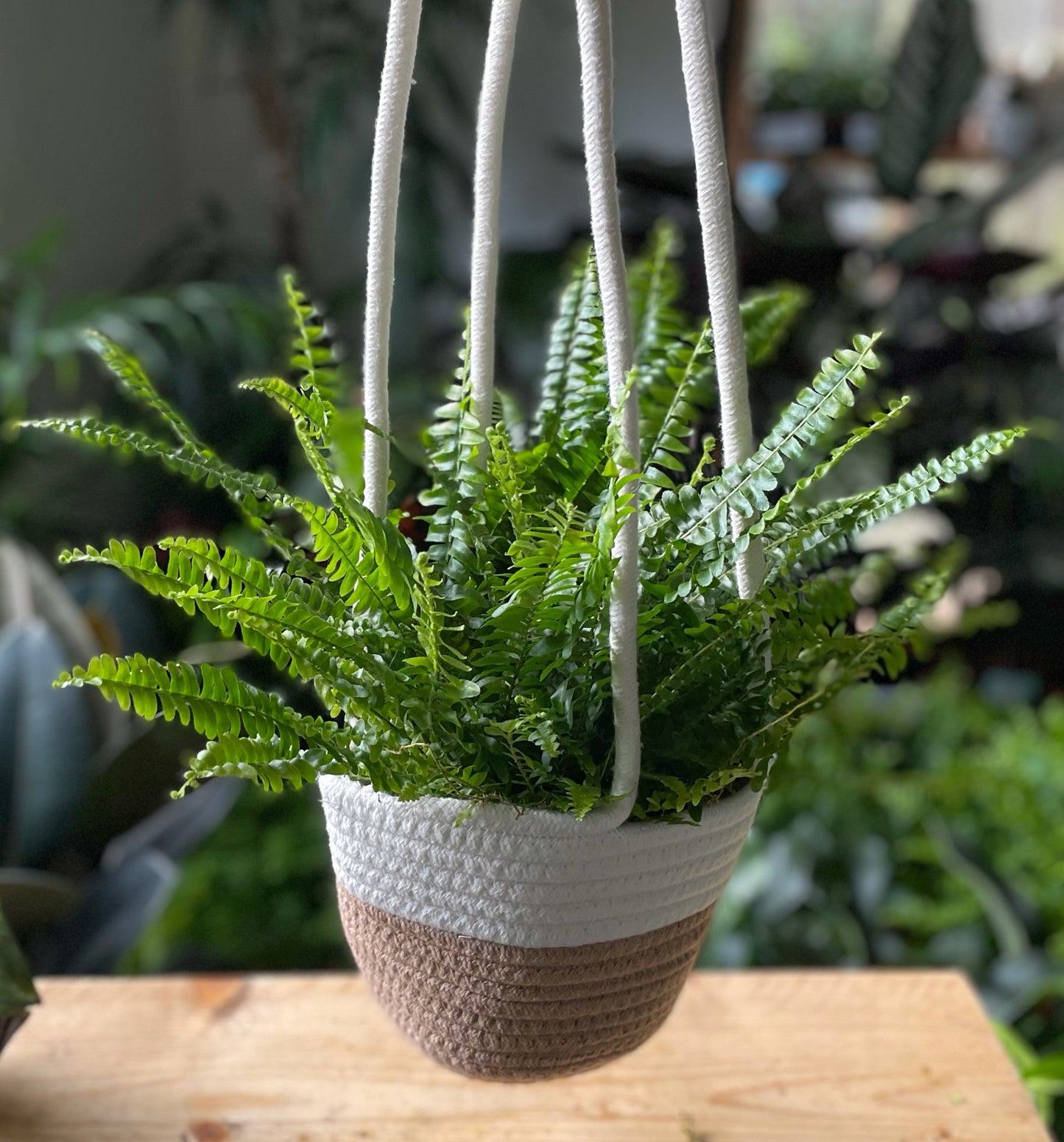 Nephrolepis exaltata - Boston Fern