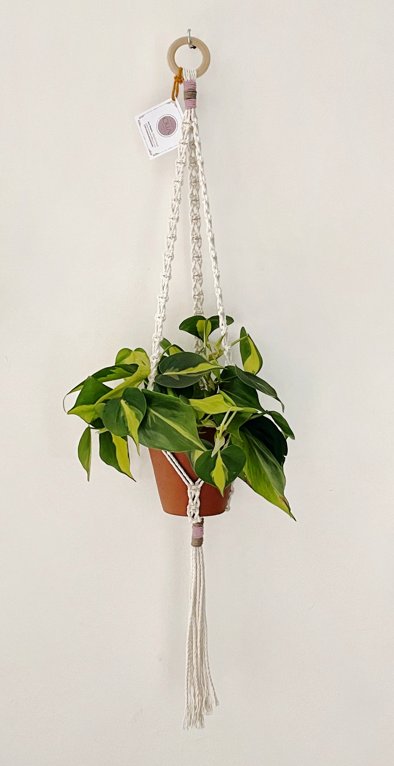 Philodendron Scandens Brasil - Heartleaf Philodendron