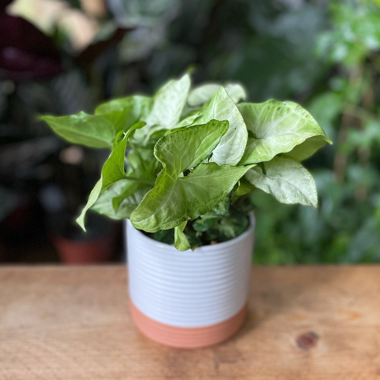 Syngonium podophyllum - Arrowhead White Butterfly