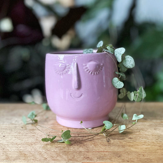 Ceropegia woodii - String of Hearts