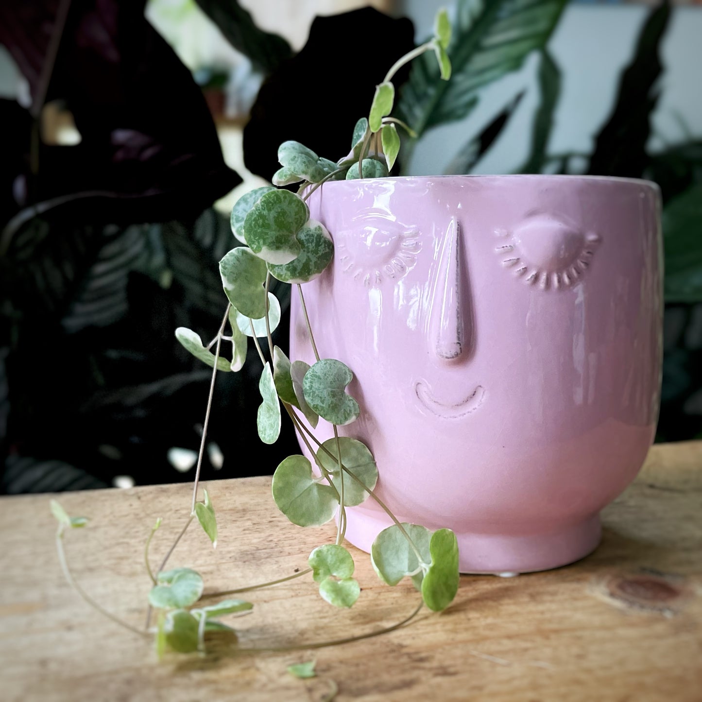 Ceropegia woodii - String of Hearts
