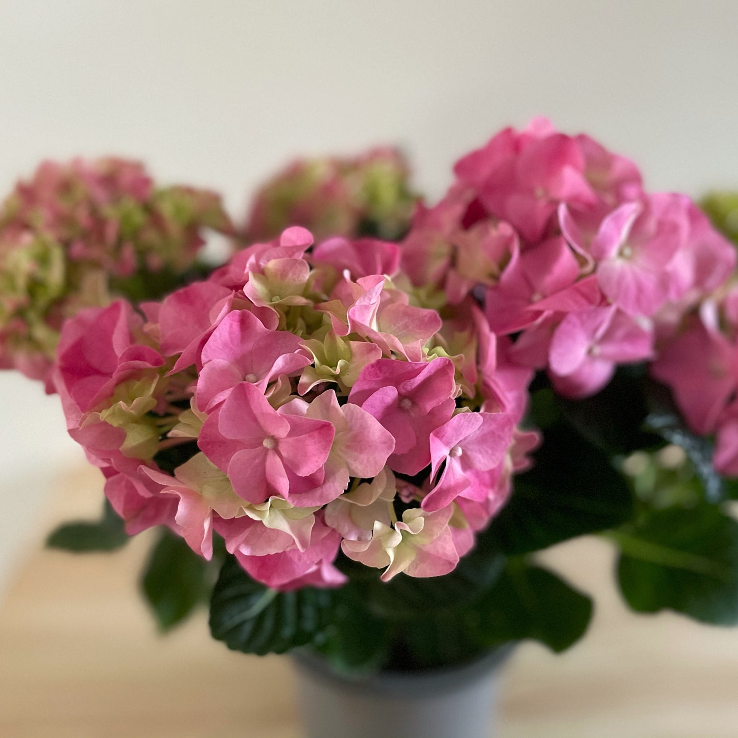 Hydrangea Early Rosa 6+ Flowers