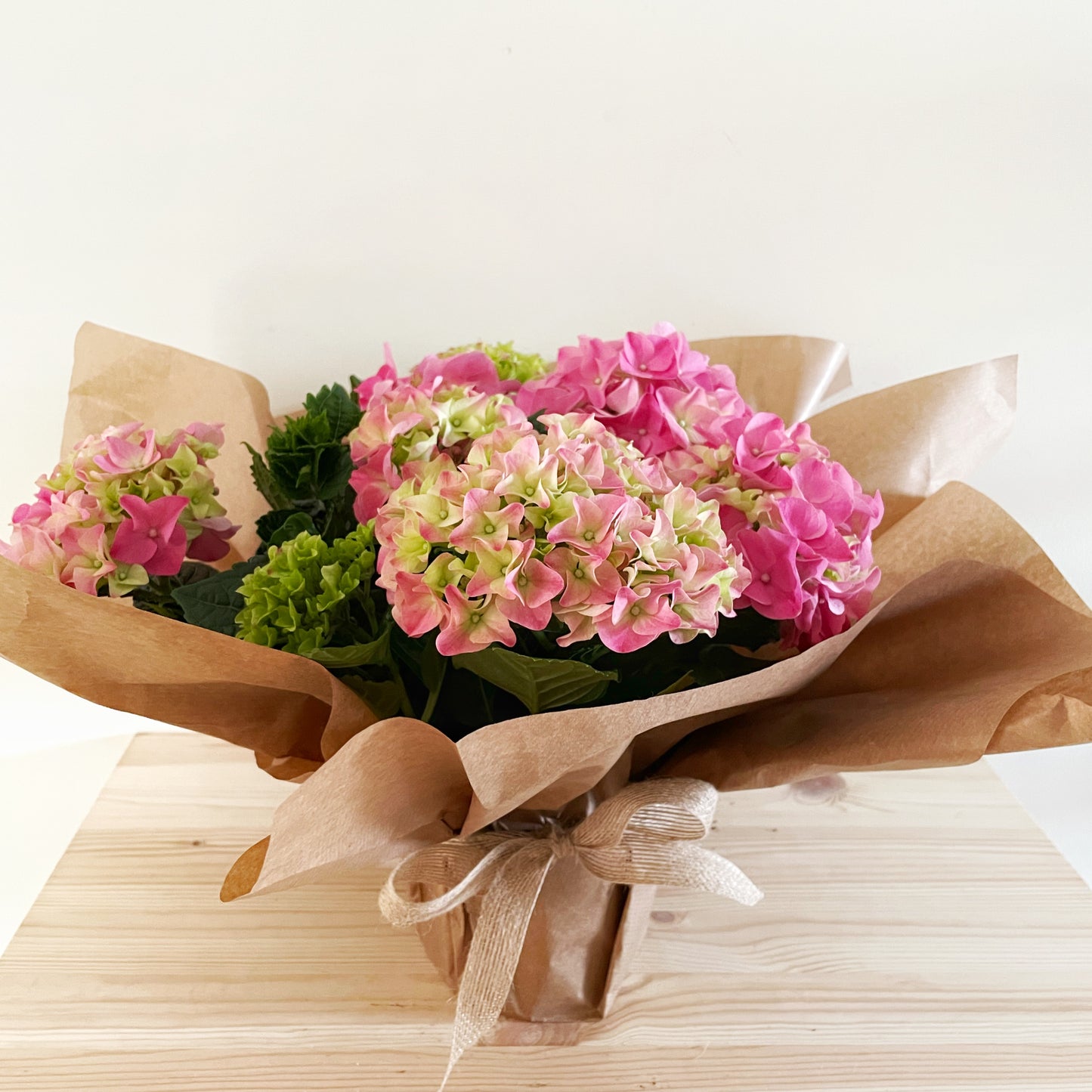 Hydrangea Early Rosa 6+ Flowers