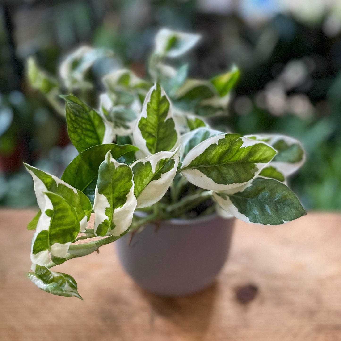 Epipremnum N'Joy - Pothos N'joy