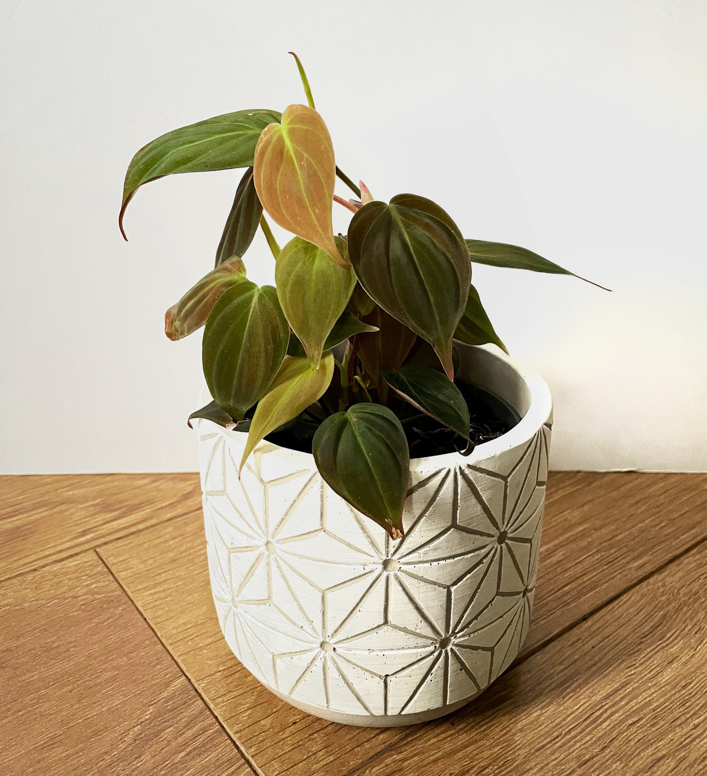 Philodendron Micans - Velvet Leaf Philodendron