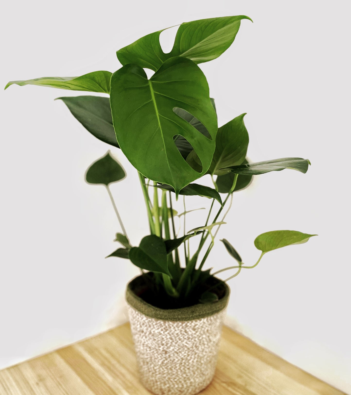 Monstera deliciosa - Swiss Cheese Plant