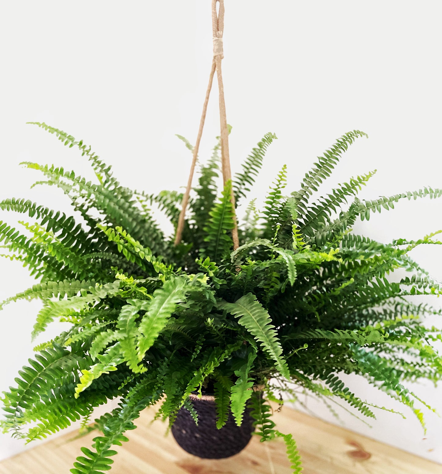 Nephrolepis exaltata - Boston Fern