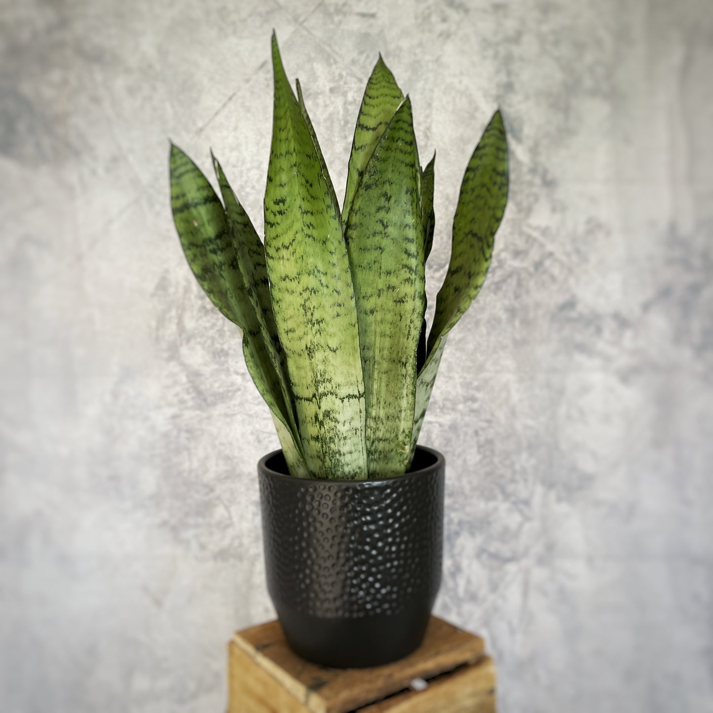 Sansevieria zeilanica- Snake Plant