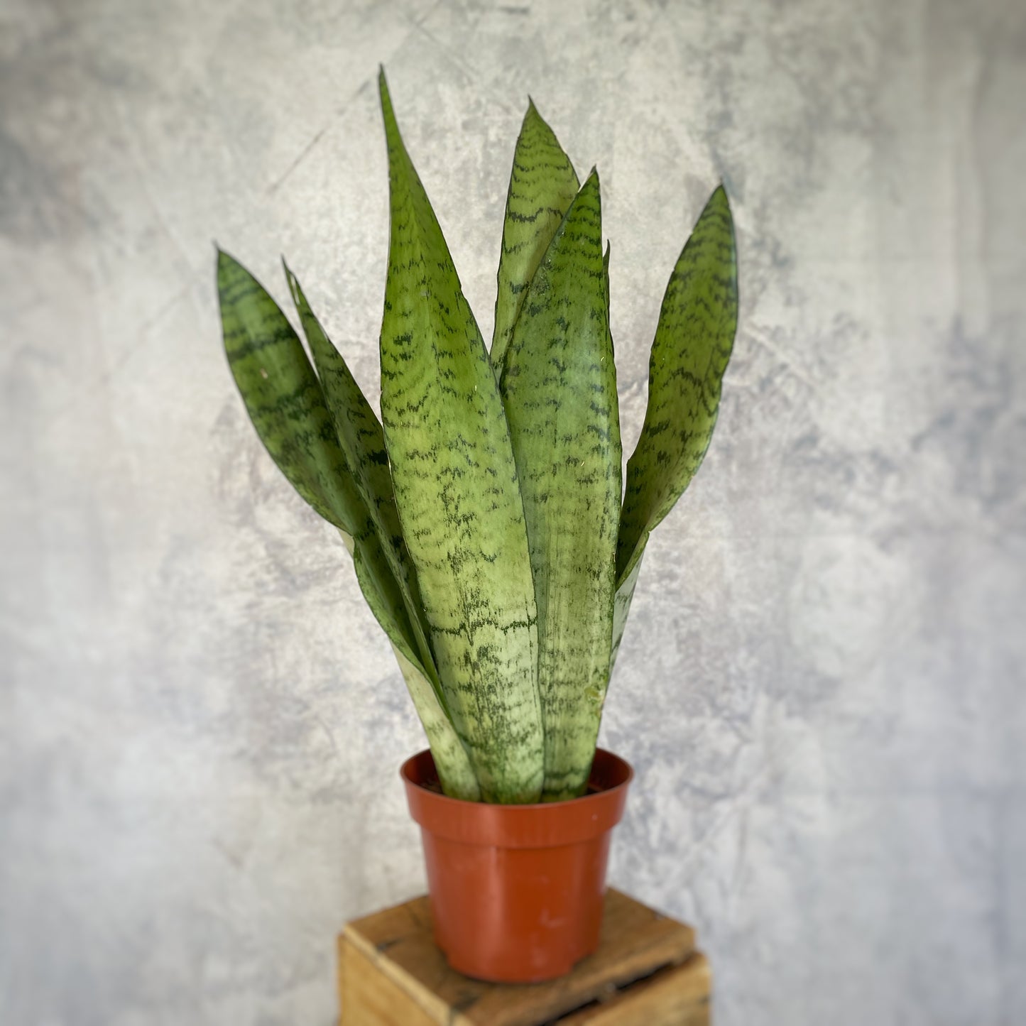 Sansevieria zeilanica- Snake Plant
