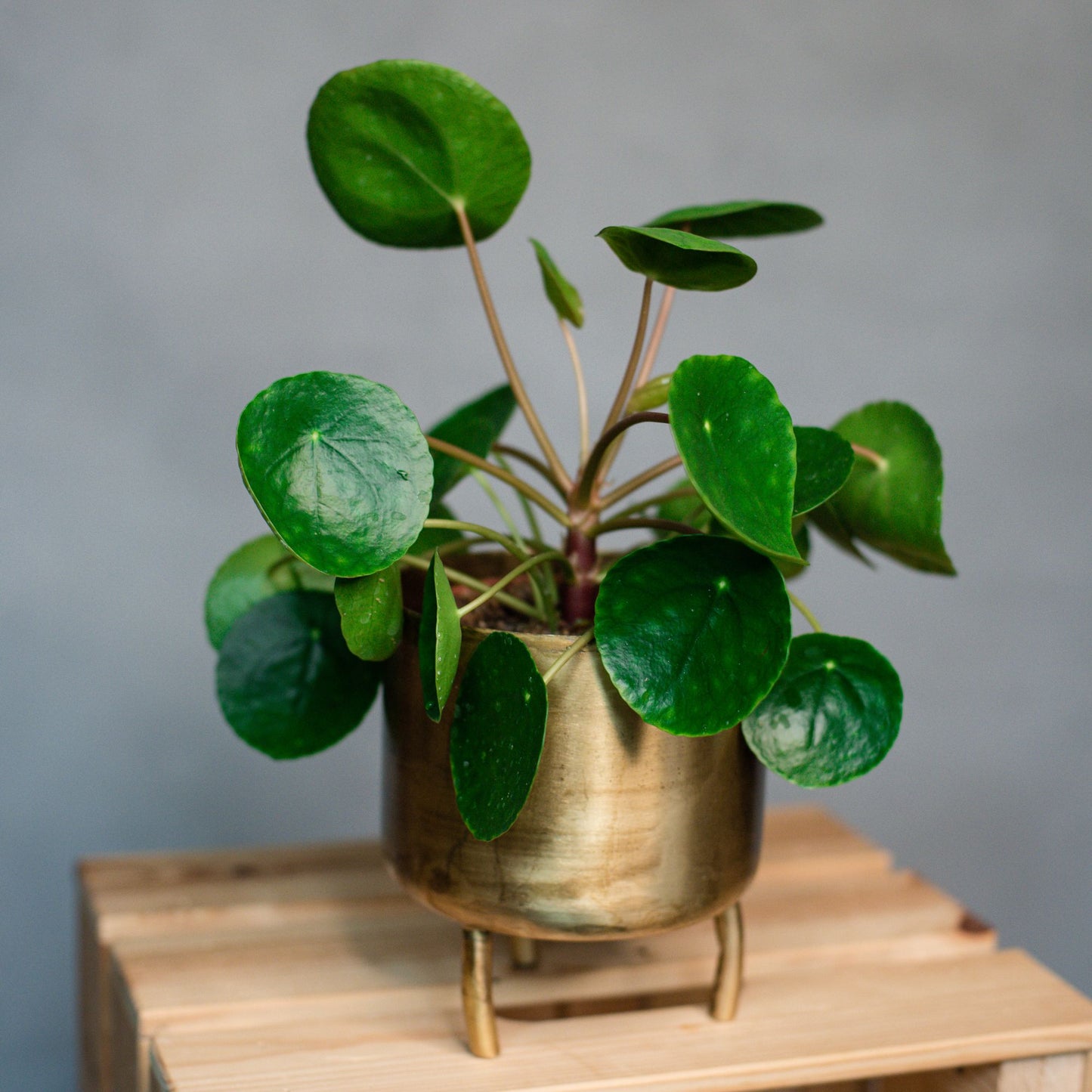 Pilea peperomioides - Chinese Money Plant