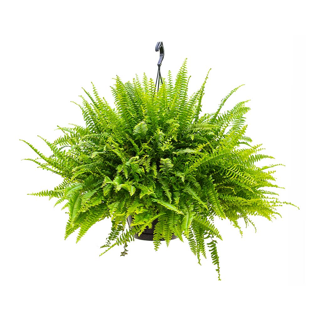 Nephrolepis exaltata - Boston Fern