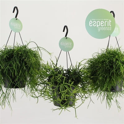 Rhipsalis Mixed