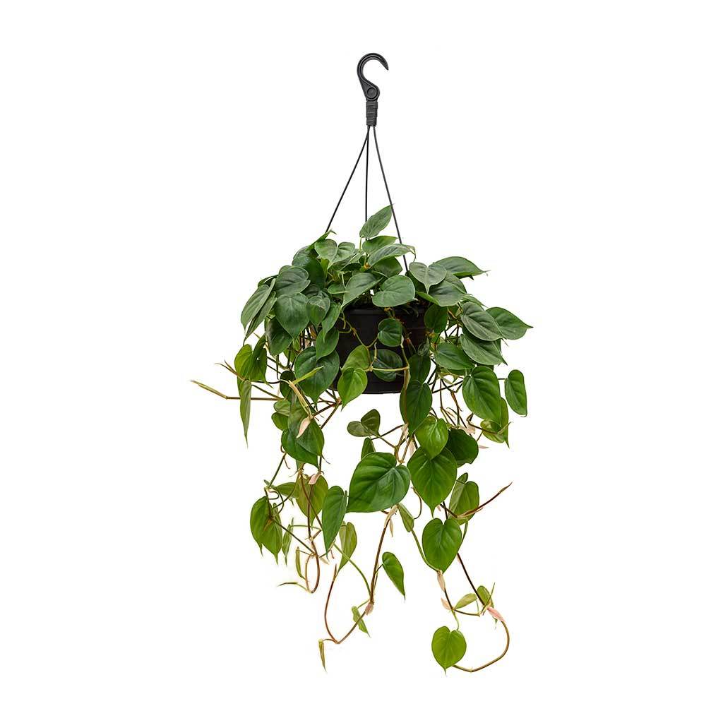 Philodendron Scandens - Heartleaf Philodendron
