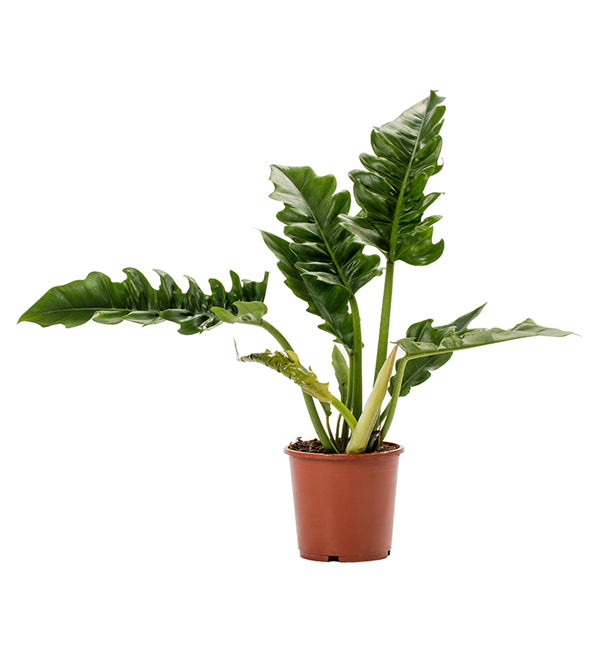 Philodendron Narrow