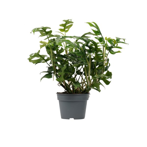 Rhaphidophora tetrasperma - Mini Monstera