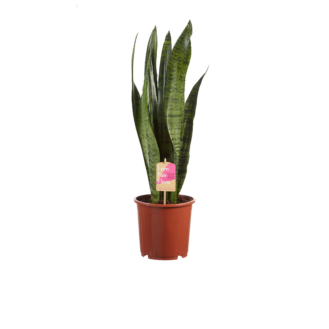 Sansevieria zeilanica- Snake Plant
