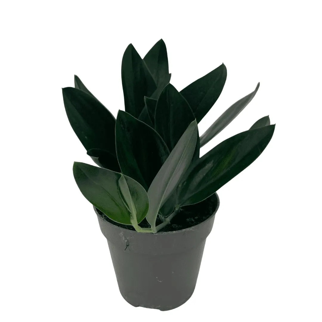 Scindapsus 'Treubii' Dark Form