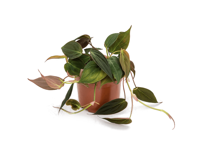 Philodendron Micans - Velvet Leaf Philodendron
