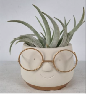 Airplant Tillandsia + Pot Dude