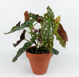 Begonia Maculata - Begonia Polka Dot