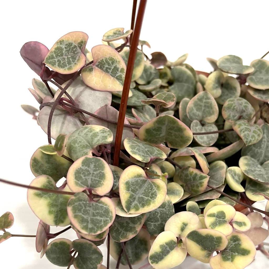 Ceropegia woodii - String of Hearts