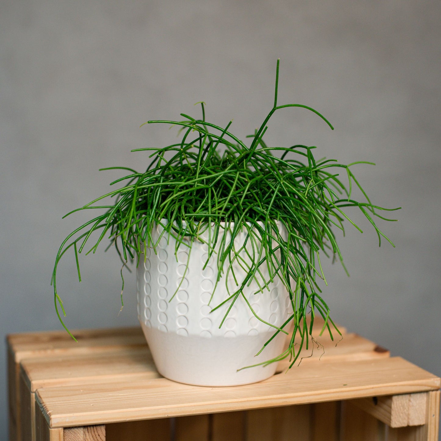 Rhipsalis - Mistletoe Cactus
