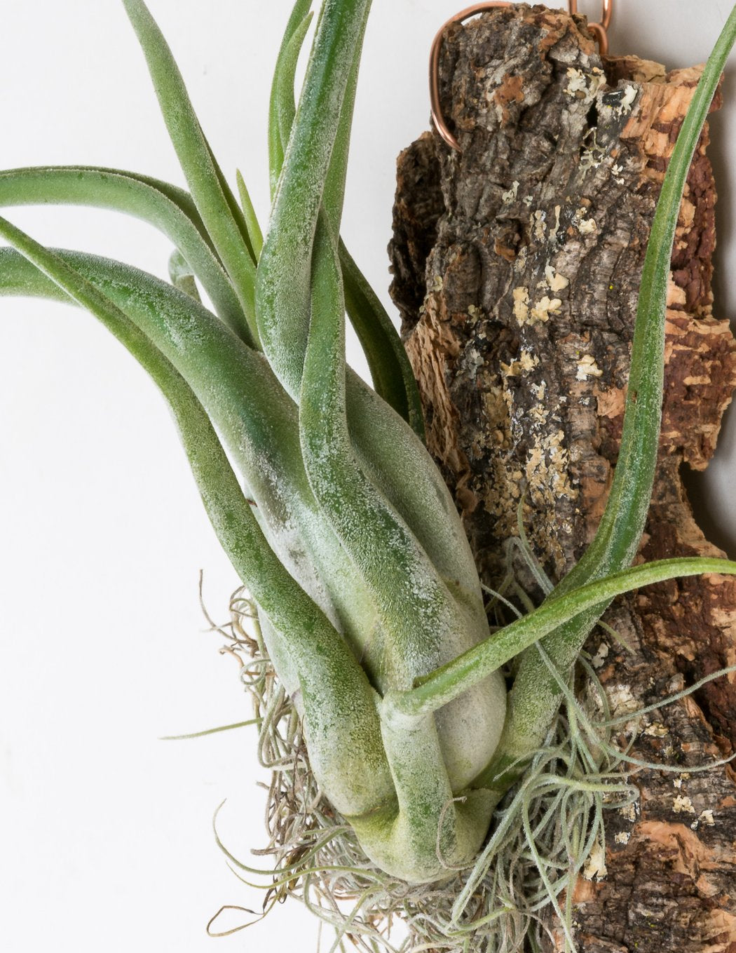Air Plant Cork Mounted - Tilandsia