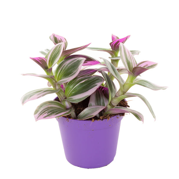 Tradescantia Nanouk