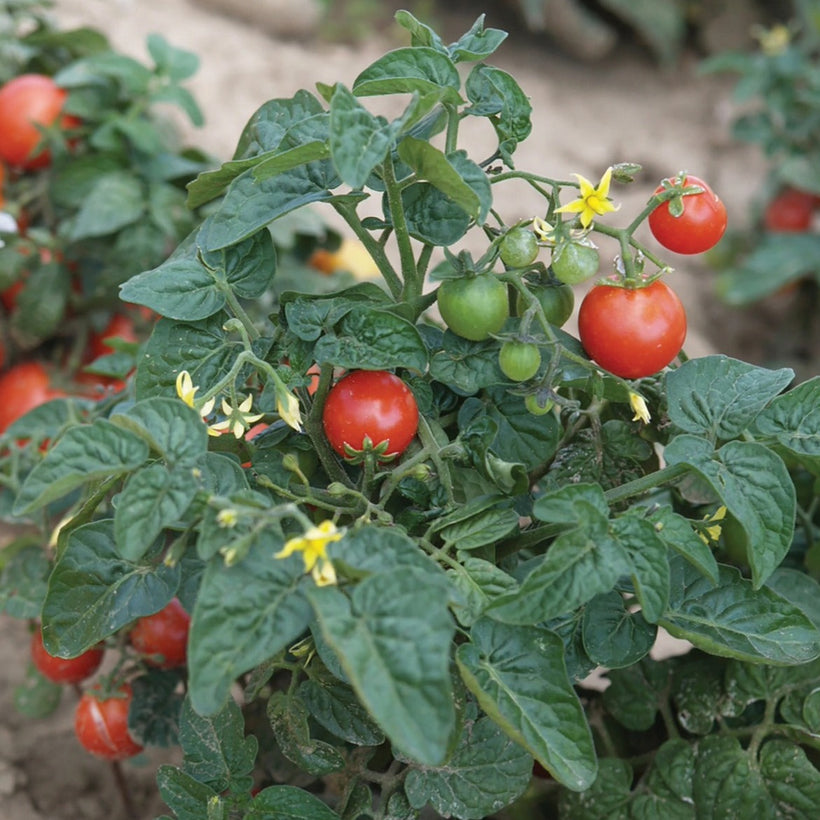 Seeds Tomato Tiny Tim