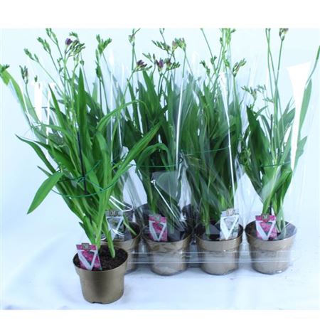 Freesia Mix