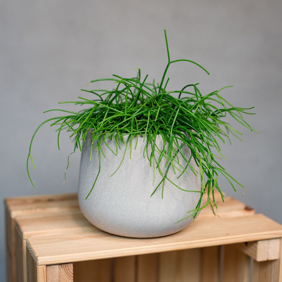 Rhipsalis - Mistletoe Cactus