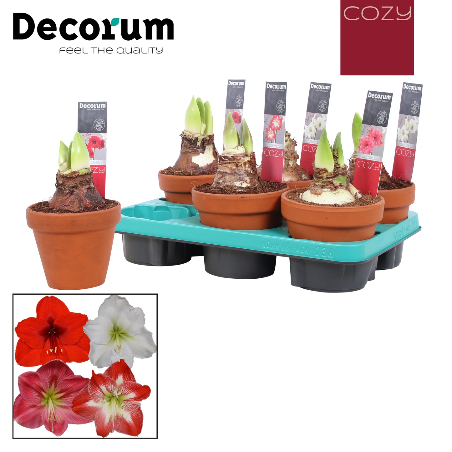 Amaryllis Mixed Terracotta
