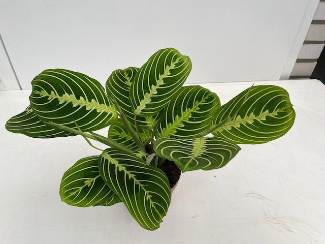Maranta leuc. Lemon - Lemon Prayer Plant