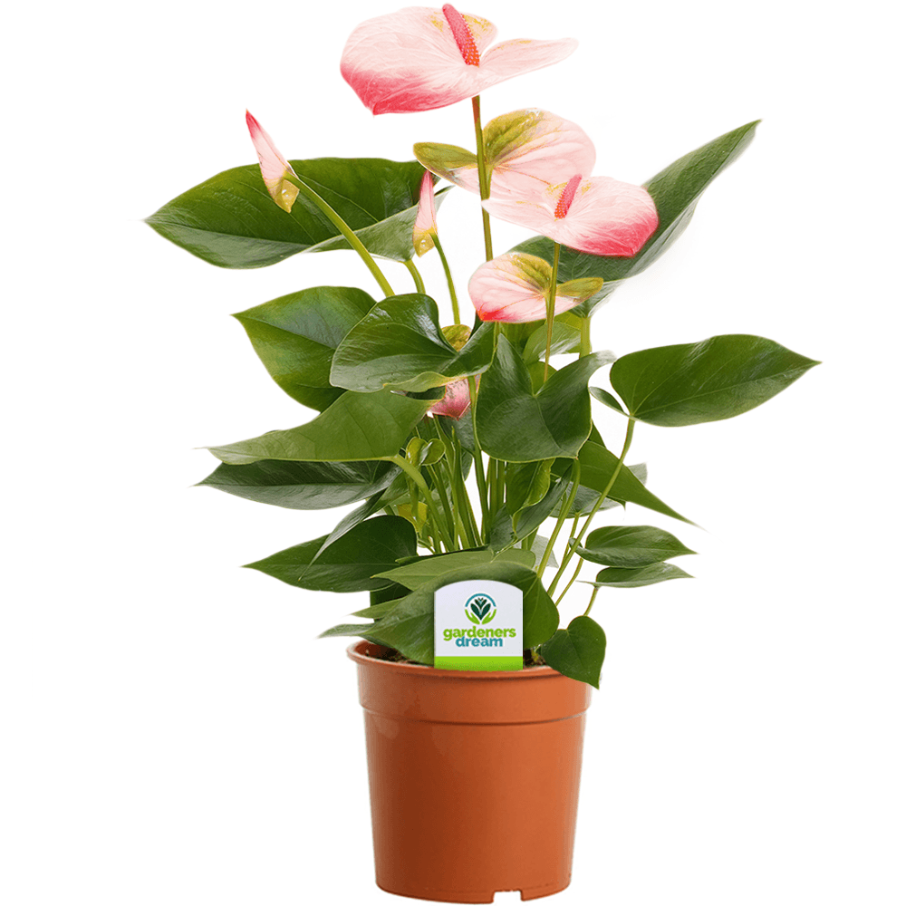 Anthurium An Hotlips- Flamingo Plant