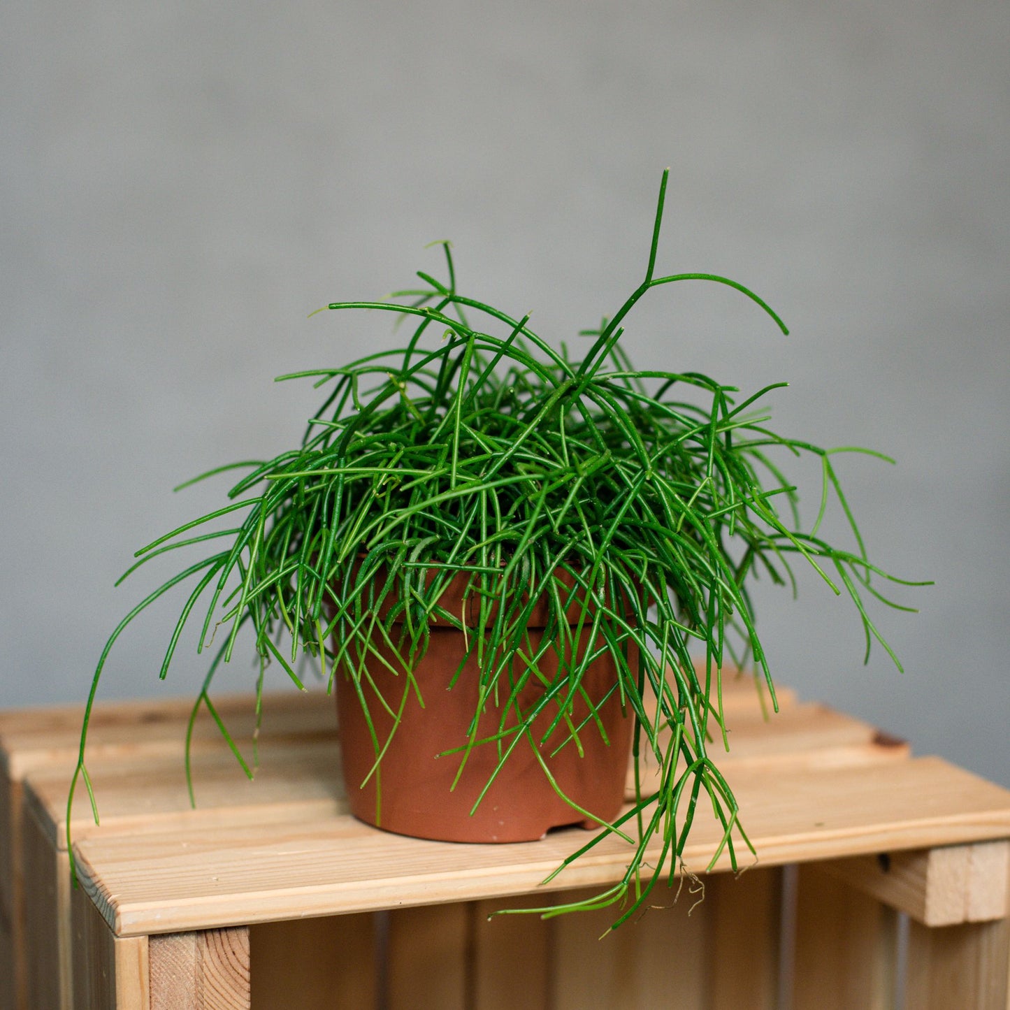 Rhipsalis - Mistletoe Cactus