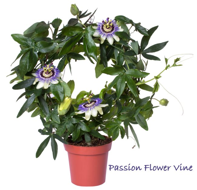 Passiflora caerulea