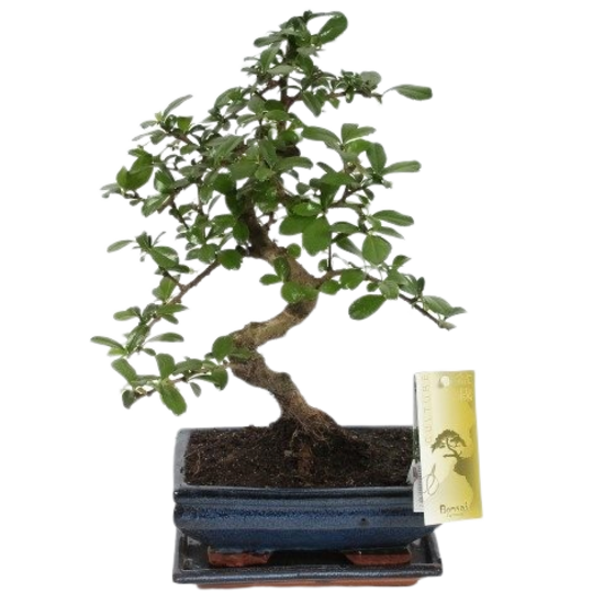 Bonsai - Ficus Mix