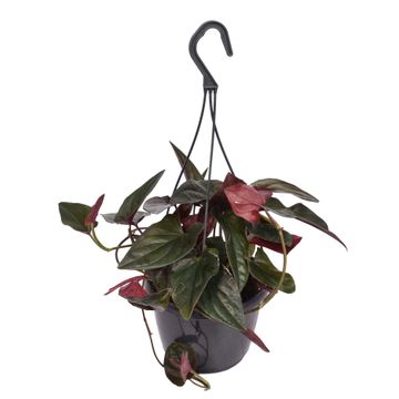 Syngonium erythrophyllum Red Arrow