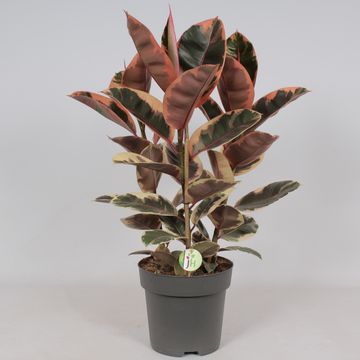 belize rubber tree Ficus elastica Belize -Pink Rubber Plant – Verd Houseplants