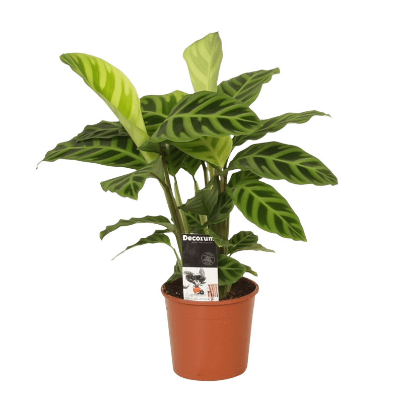 Calathea zebrina