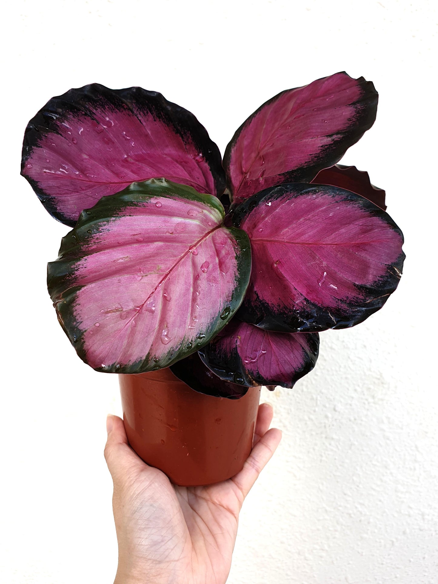 Calathea Roseopicta