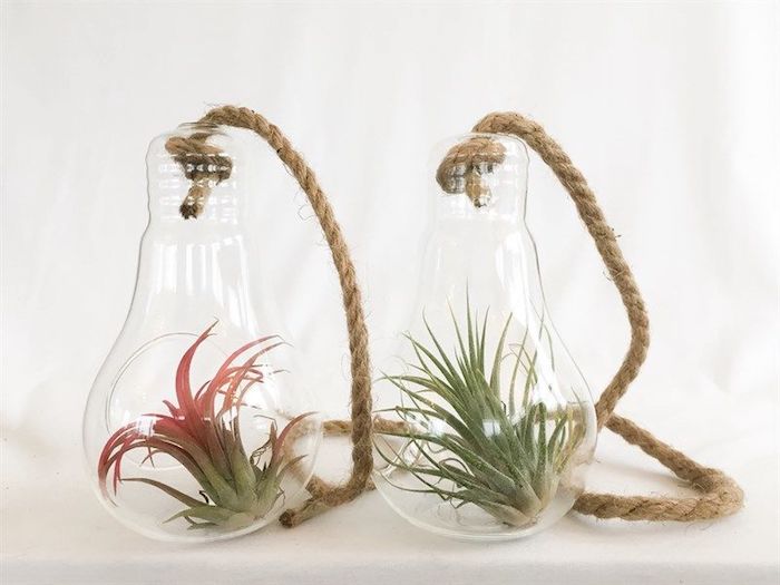 Air Plant Tillandsia in Glass