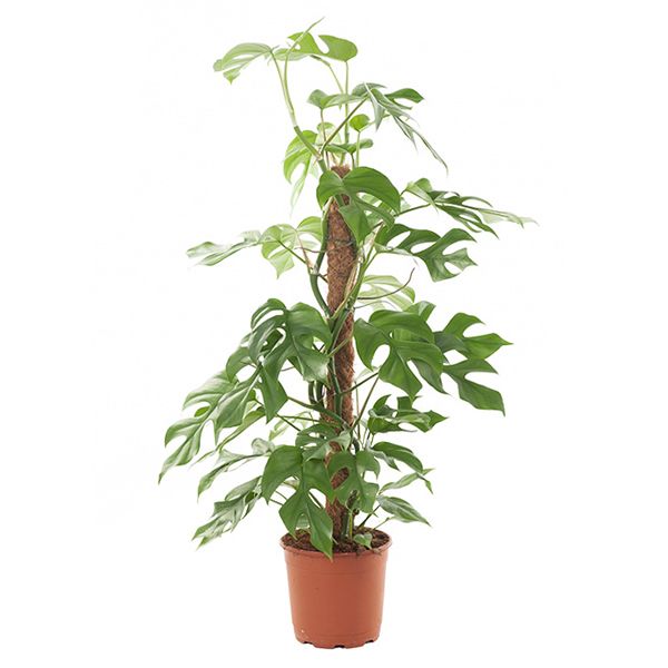 Rhaphidophora tetrasperma - Mini Monstera