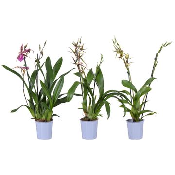 Orchid Brassia Mix
