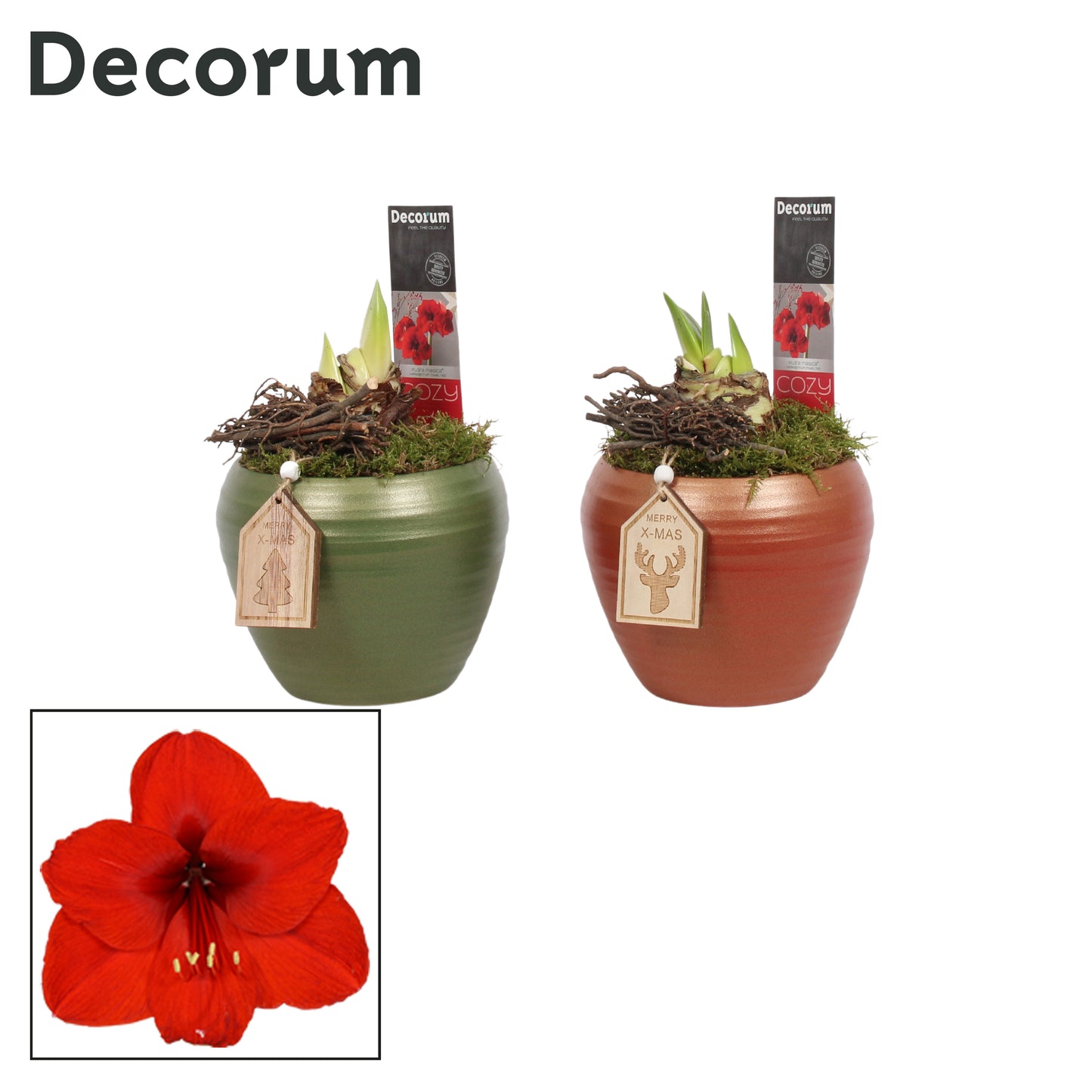 Amaryllis Red Arrangement in Ceramic Pot